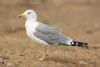 Yellow-legged Gull at Private site with no public access (Steve Arlow) (66168 bytes) Yellow-legged Gull at Private site with no public access (Steve Arlow) (66168 bytes)